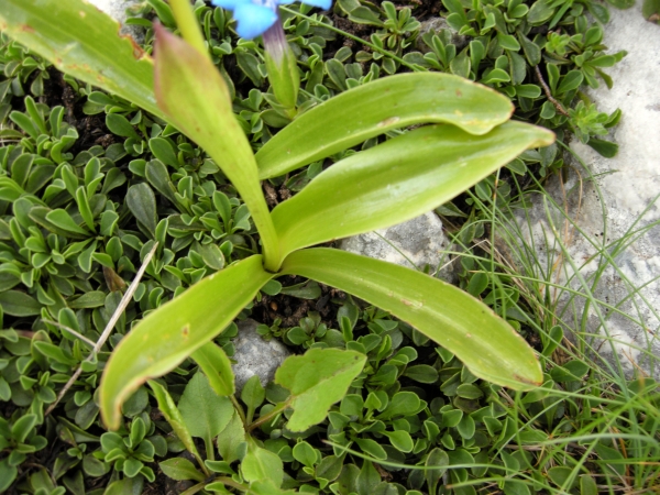 Orchis spitzelii